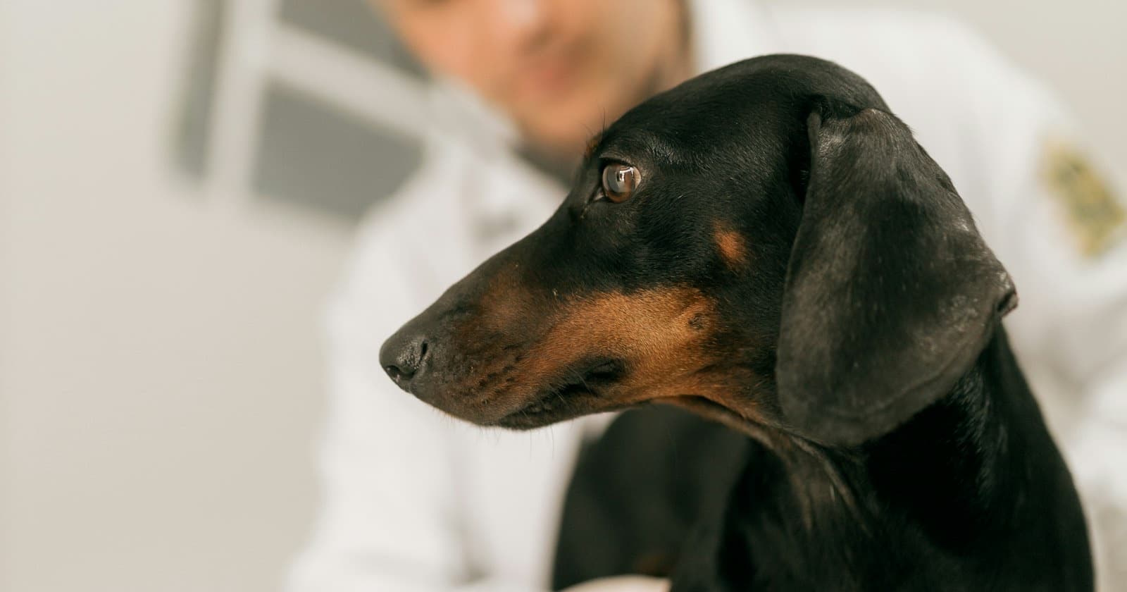 Black and tan dachshund looking to one side during a check-up, with a vet in a white coat blurred behind